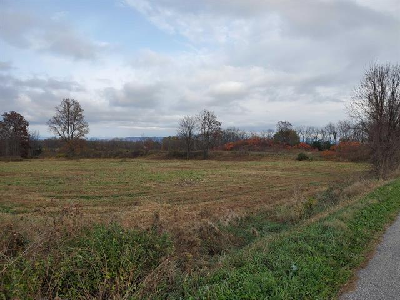 Mown meadow on roadside bordered by hedgerows.